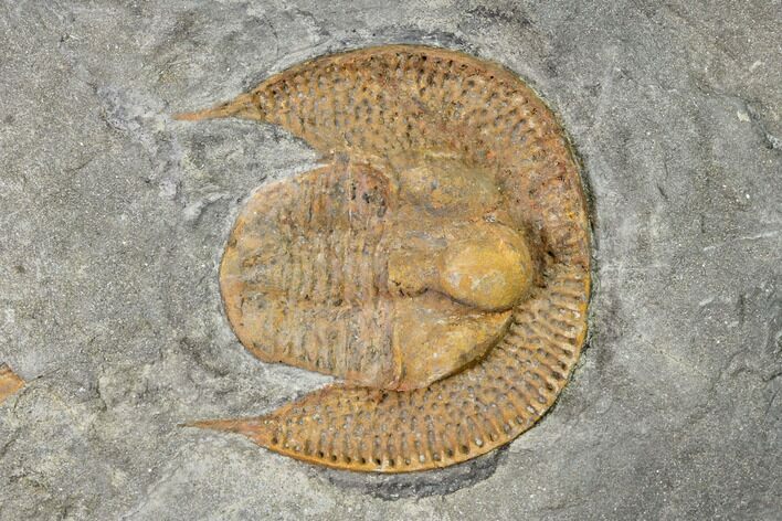 Orange Declivolithus Trilobite - Mecissi, Morocco #141886